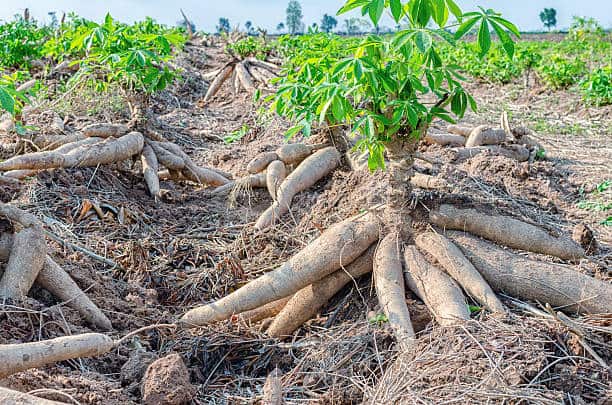 Cassava-farm