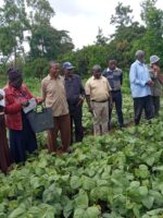 Farmers being trained on fertilizer use, water management and good agronomic management.