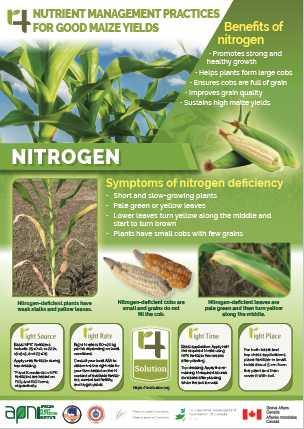 4R Nutrient Management Practices for Good Maize Yields - Nitrogen main image