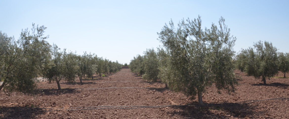 Morocco olive
