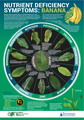Nutrient Deficiency Symptoms: Banana