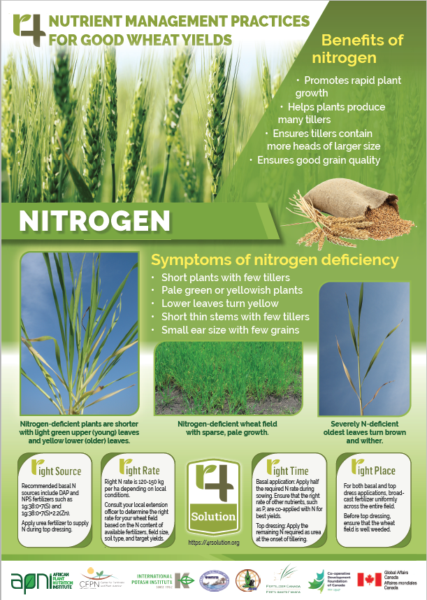 4R Nutrient Management Practices for Good Wheat Yields - Nitrogen main image