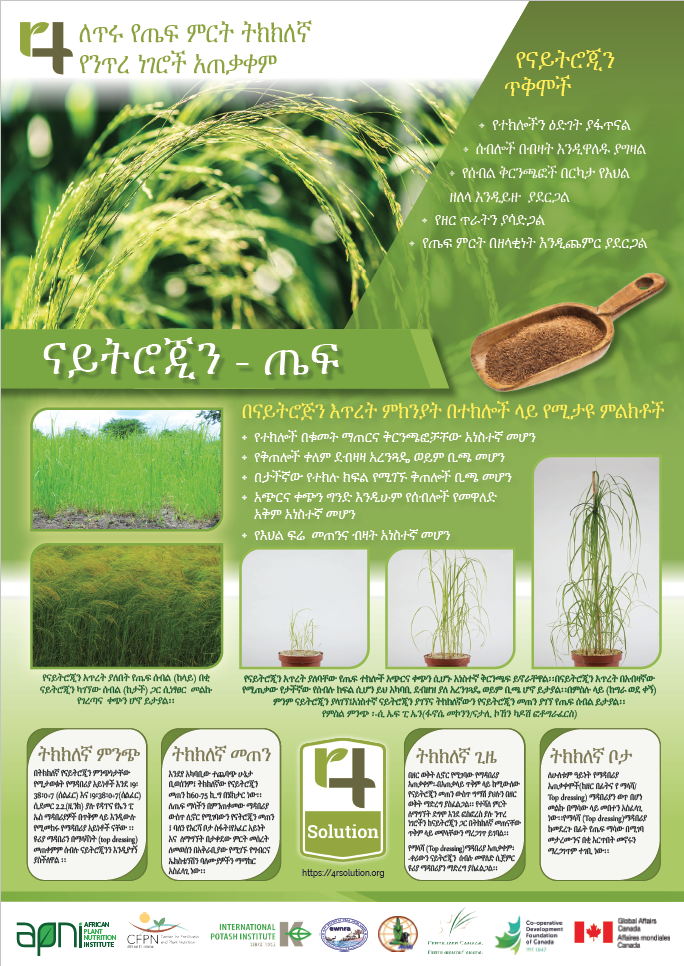 4R Nutrient Management Practices for Good Teff Yields - Nitrogen (Amharic) main image