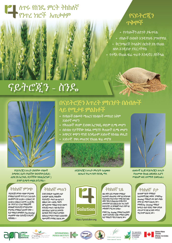 4R Nutrient Management Practices for Good Wheat Yields - Nitrogen (Amharic)-image