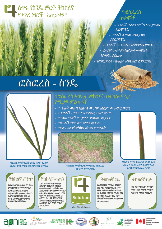 4R Nutrient Management Practices for Good Wheat Yields - Phosphorus (Amharic)-image
