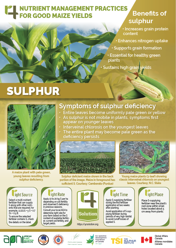 4R Nutrient Management Practices for Good Maize Yields - Sulphur-image