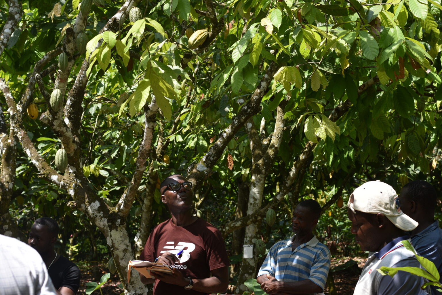 Ghana’s CSIRSRI pilots remote sensing for fertilizer application on