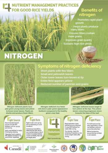 4R Nutrient Management Practices for Good Rice Yields - Nitrogen