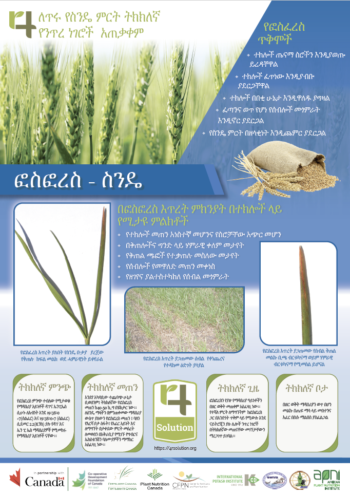 4R Nutrient Management Practices for Good Wheat Yields - Phosphorus (Amharic)