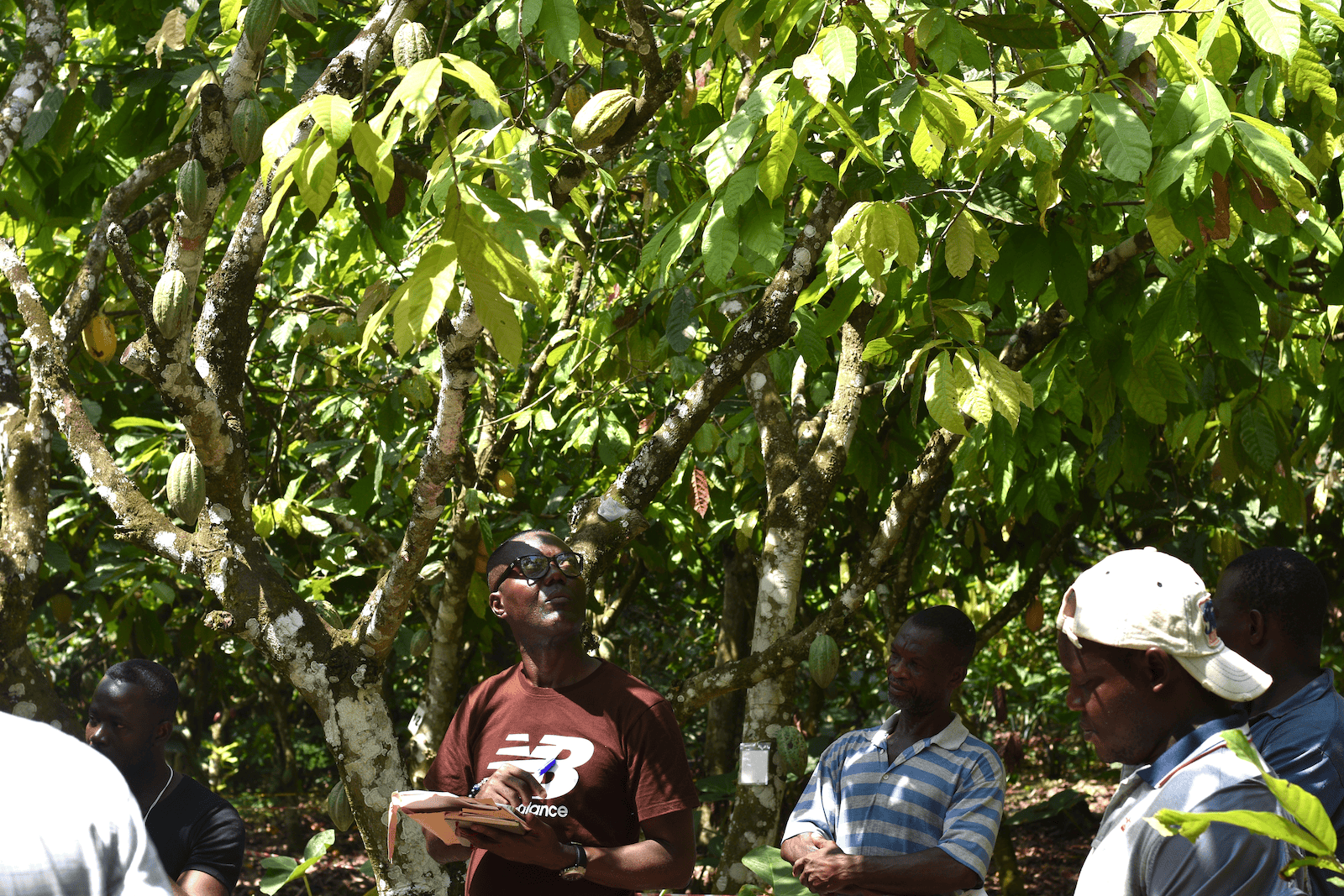 A Remote Sensing Supported Framework that Incentivizes Site-Specific Agronomic Management of Smallholder Cocoa Farms in Ghana (FRAME-Cacao)