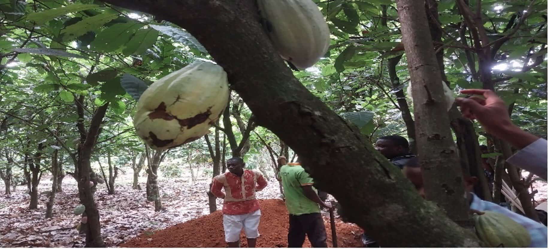 Soil Health and Carbon Sequestration in Ghanaian Cocoa Agroforestry and Monoculture Systems