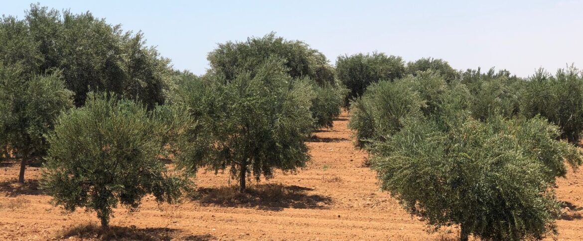 Olive Tunisie