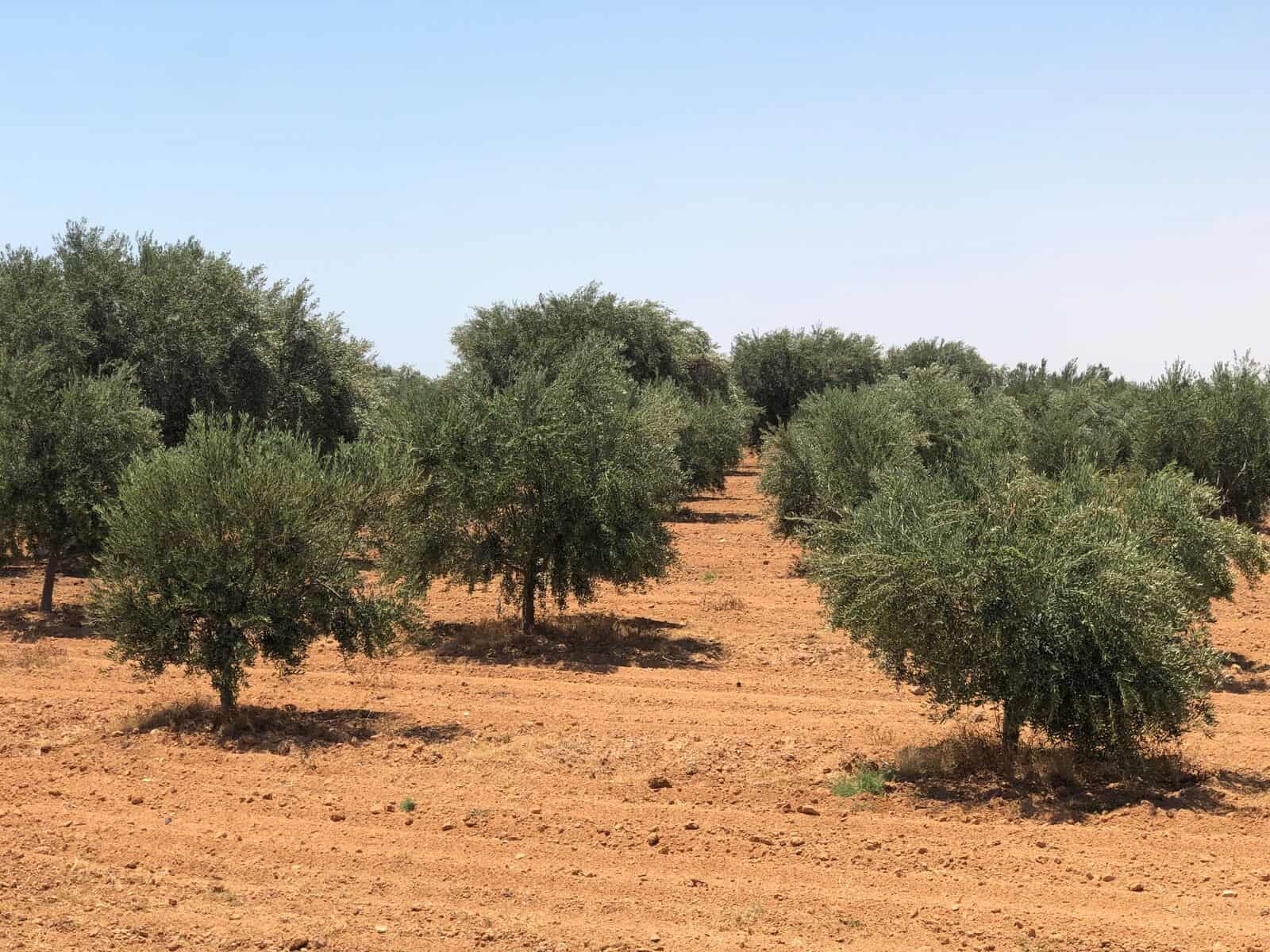 Carbon and Soil Health in Olive Systems