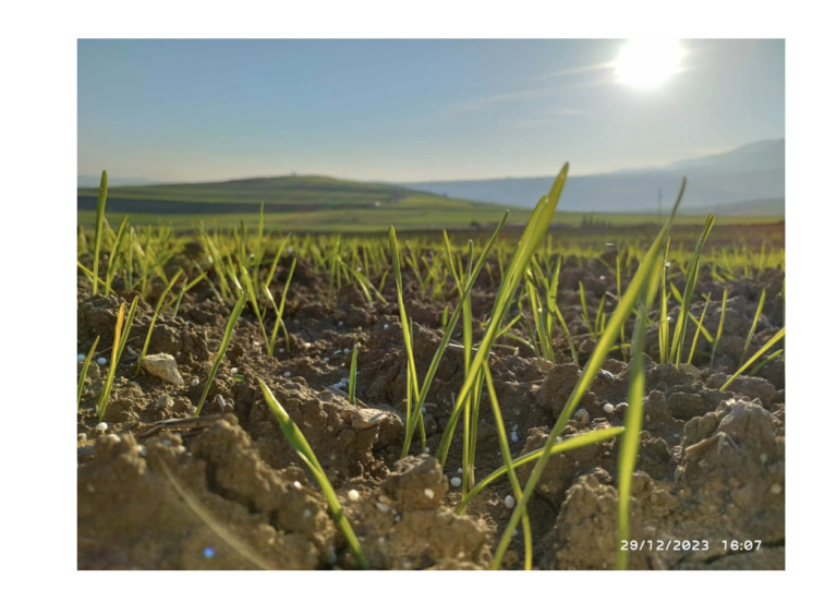 From Field to Satellite: Advancing Nitrogen Use for Durum Wheat in Tunisia