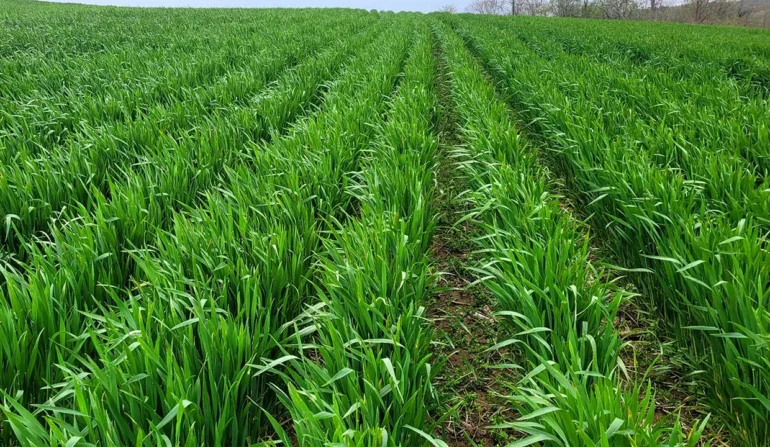 Diagnostic Study on Nutritional Quality of Wheat in Morocco