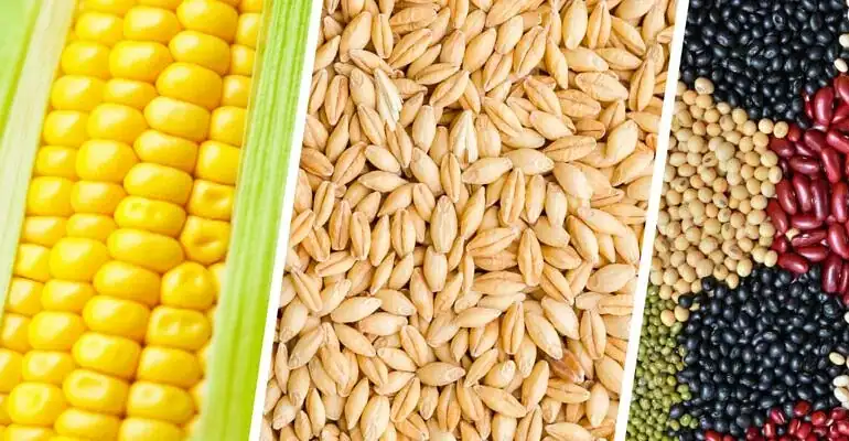 Legume-driven cropping systems intensification for enhanced land productivity, nutrition and market access (LDI)