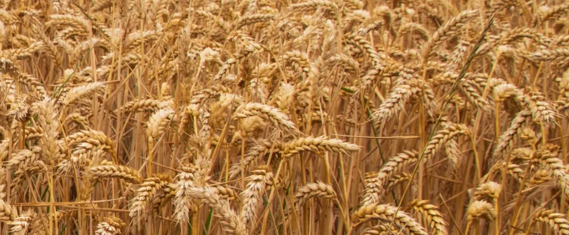 2360-wheat-canterbury 2360-wheat-canterbury