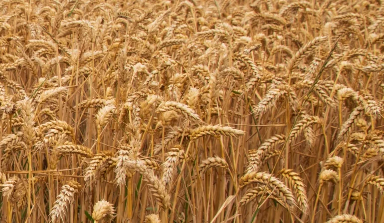 Regional Scale Crop Fertilization Response Trial Data-Base for Ethiopia