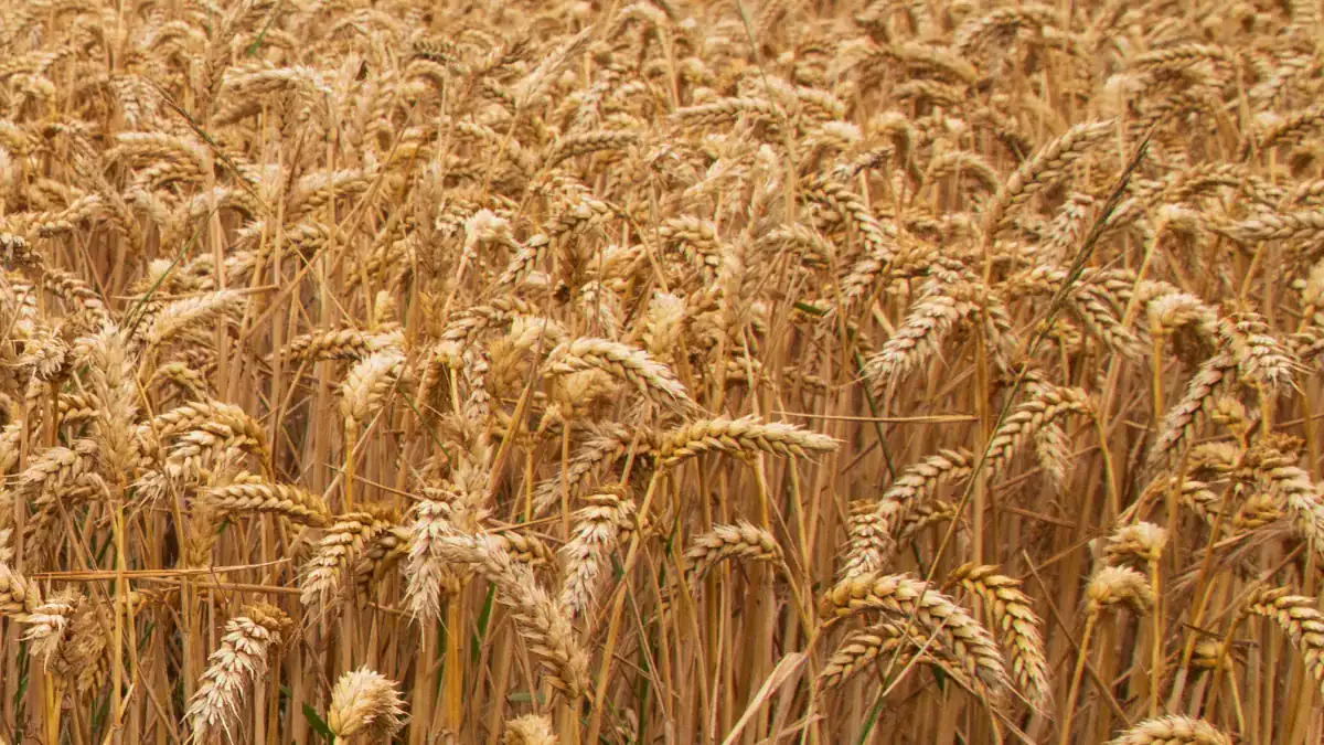 Regional Scale Crop Fertilization Response Trial Data-Base for Ethiopia