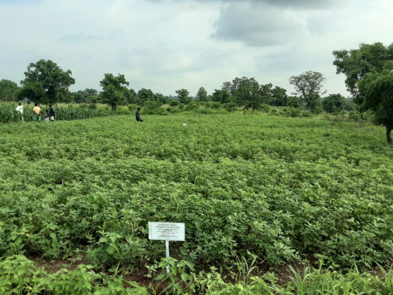 From Soil to Sustenance: The Critical Role of Carbon in Agriculture