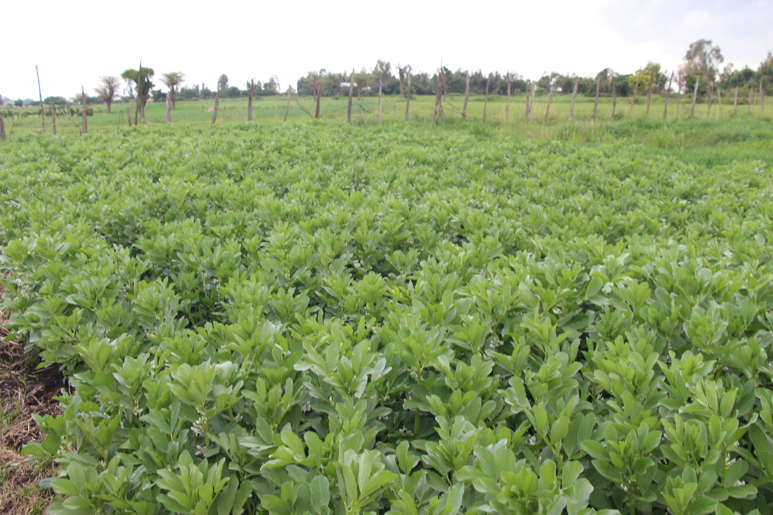 Code in the Crops : How AI Is Revolutionizing Fertilizer Use in Ethiopia