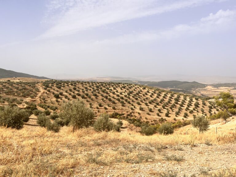 Advancing Olive Tree Crop Research and Soil Health in Tunisia