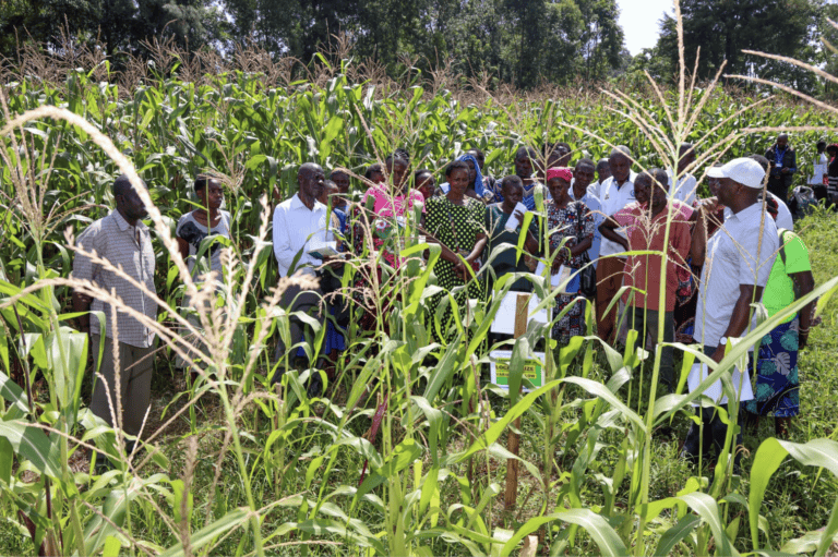 How On-Farm Experimentation is Transforming Agricultural Research in Kenya